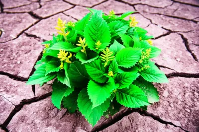 Illustration mending - Image 1