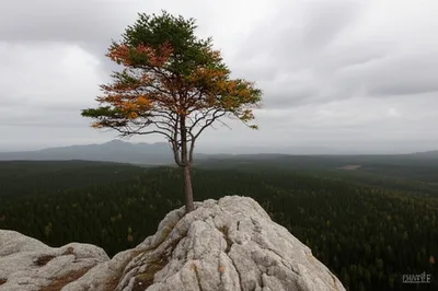 Illustration dissent - Image 1