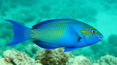 Illustration bluefish - Image 1