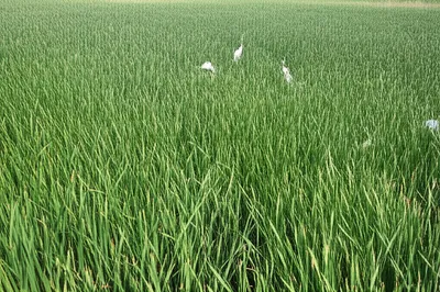 Illustration rushed - Image 1