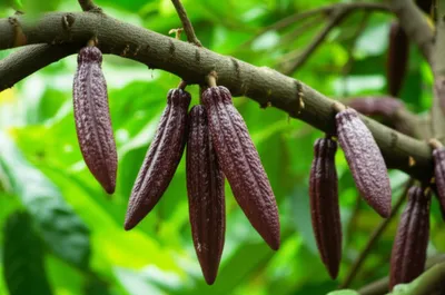 Illustration locust - Image 1