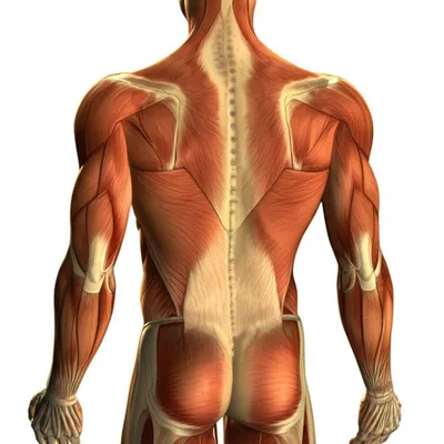 Illustration lats - Image 1