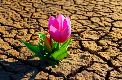 Illustration rez - Image 1