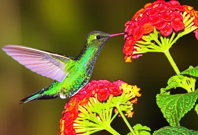 Illustration flitting