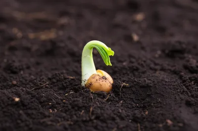 Illustration inchoate - Image 1