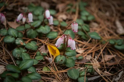 Illustration arbutus - Image 1