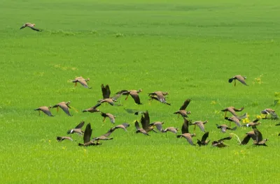 Illustration grasses - Image 1