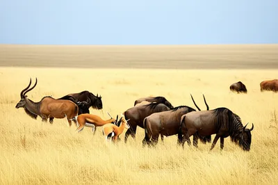 Illustration antelopes - Image 2