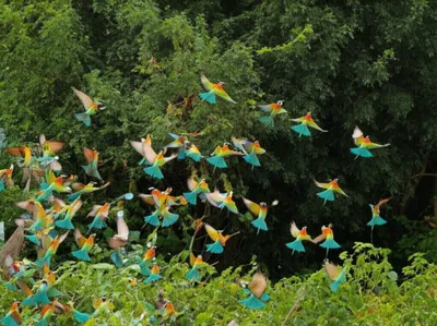 Illustration flushes - Image 1