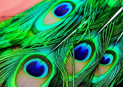 Illustration plumage