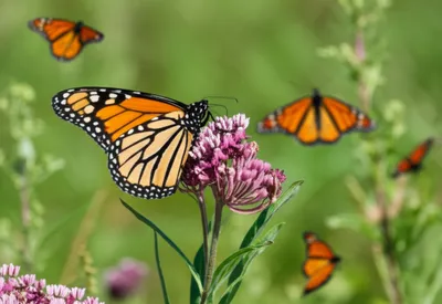 Illustration monarchs - Image 1