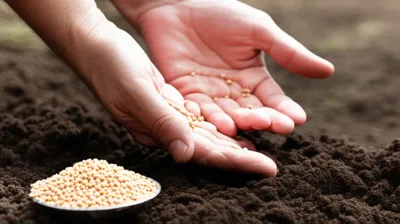 Illustration seed - Image 1