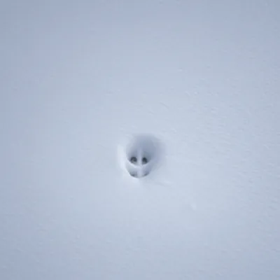 Illustration prick - Image 1