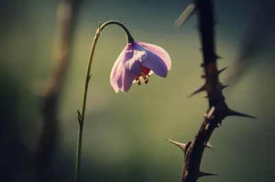 Illustration wound - Image 1