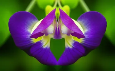 Illustration papilionaceous - Image 1