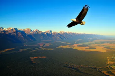 Illustration independency - Image 1