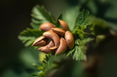 Illustration caraway - Image 1