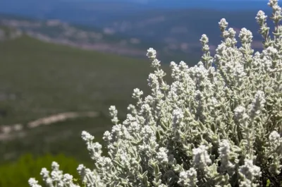 Illustration poly - Image 1