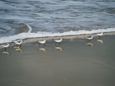 Hình ảnh minh họa sanderlings - Ảnh 2