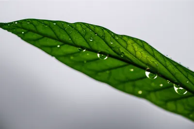 Illustration drizzling - Image 1