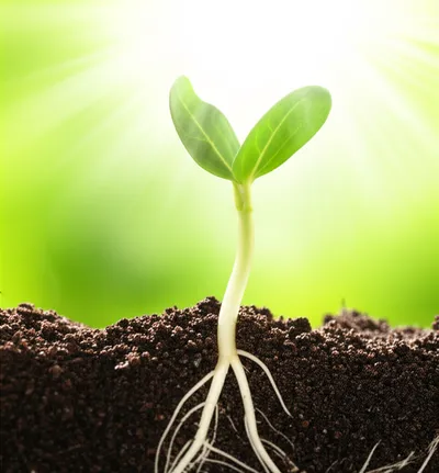 Illustration grows - Image 1