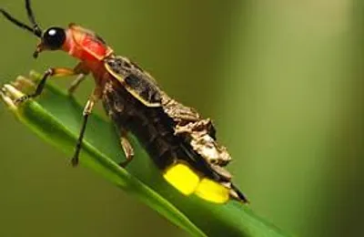 Illustration firefly - Image 2