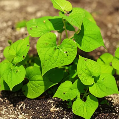 Illustration buckwheats