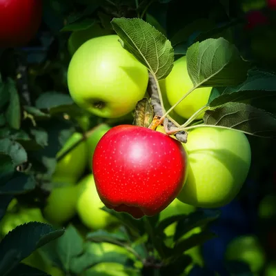 Illustration foremost - Image 1