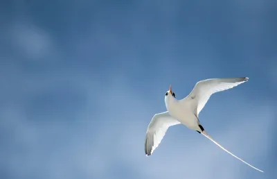 Illustration tropicbird - Image 2