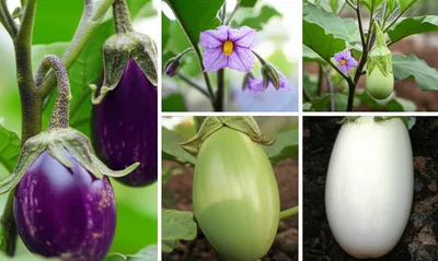 Illustration aubergine