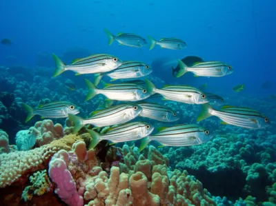 Illustration bonito - Image 1