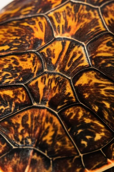 Illustration tortoiseshell - Image 1