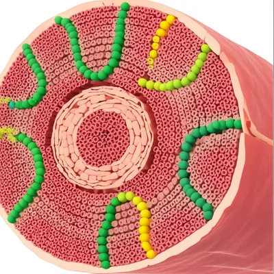 Illustration proteinaceous - Image 2