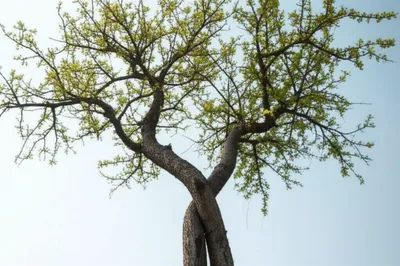 Illustration intergrow