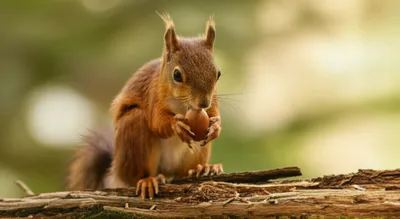 Illustration munches - Image 1