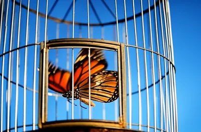 Illustration confines