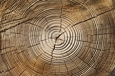 Illustration woodgrain - Image 1