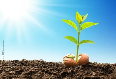 Illustration likely - Image 1