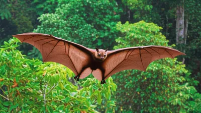 Illustration colugo - Image 1