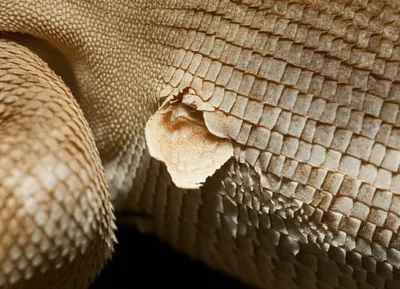 Illustration scale - Image 1