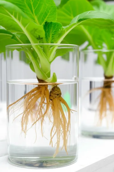 Hình ảnh minh họa hydro - Ảnh 2