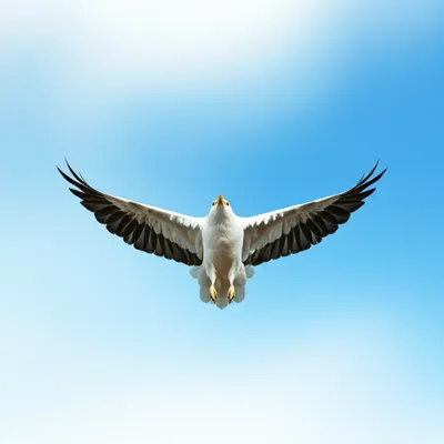 Illustration liberty - Image 1