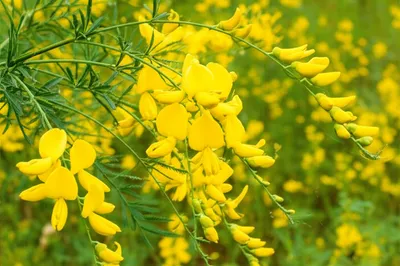 Illustration broom - Image 1