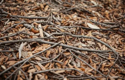 Illustration brushwood