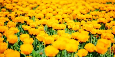 Illustration marigold - Image 1