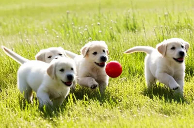 Illustration chivvy - Image 1