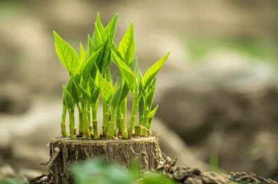 Hình ảnh minh họa stools - Ảnh 1