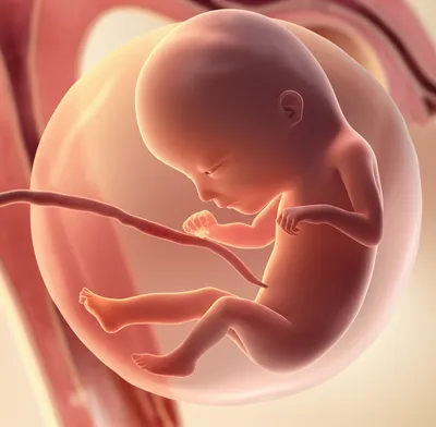 Illustration foetus - Image 1