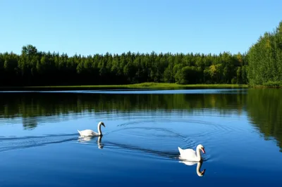 Illustration peaceful