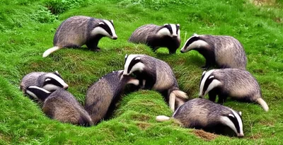 Illustration clan - Image 1